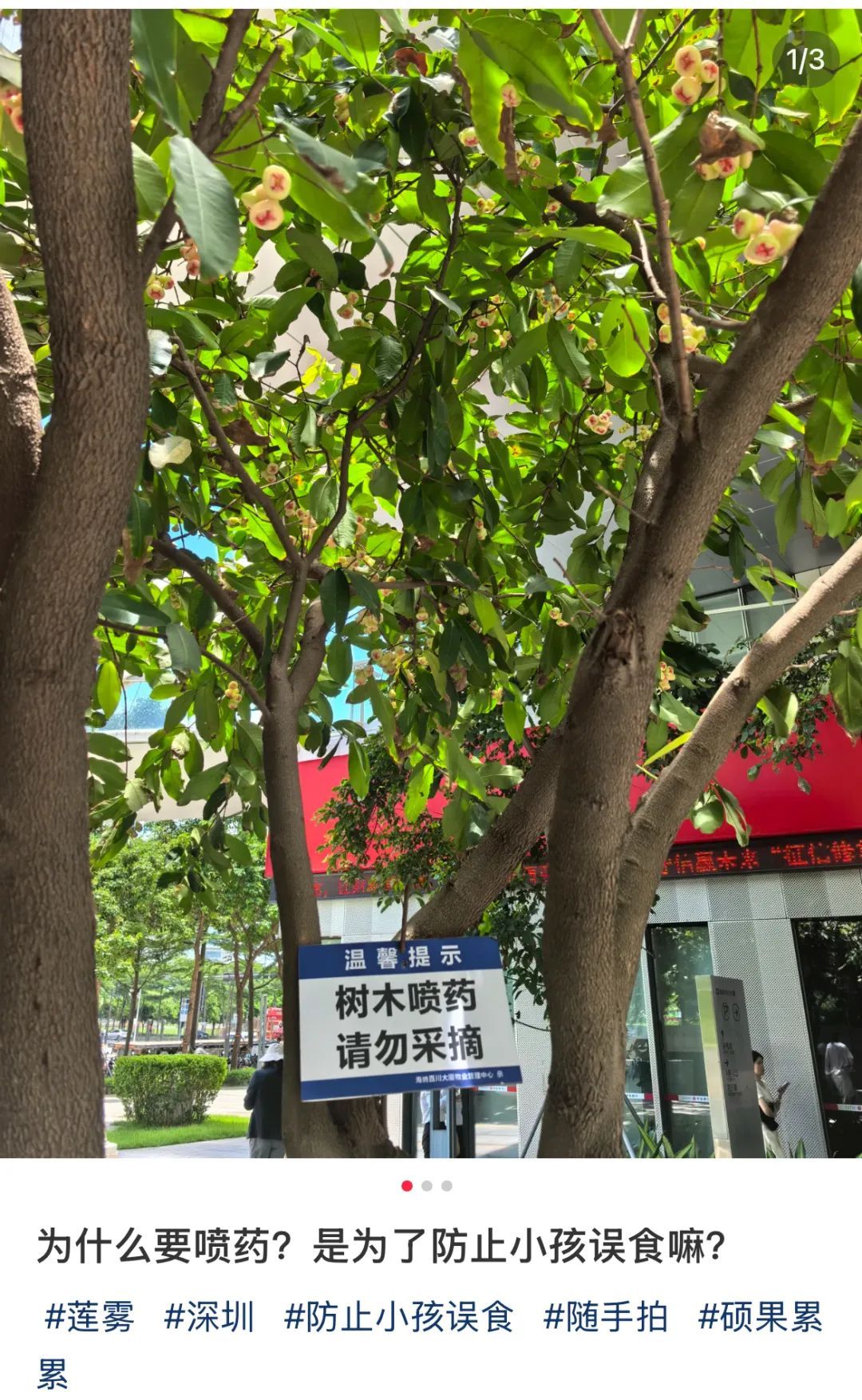 根本捡不完！深圳街头到处都是，但真的劝你别捡别摘别吃……