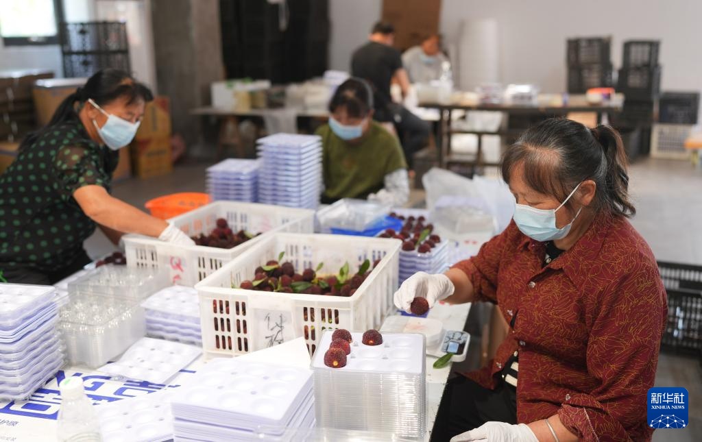 浙江黄岩:东魁杨梅进入集中采摘期 浙江黄岩:东魁杨梅进入集中采摘期