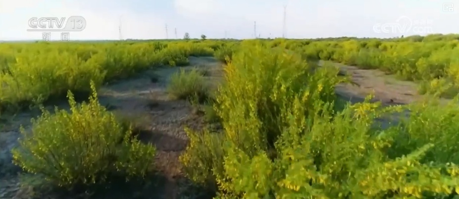 双缩减、零增长、绿富同兴……精准“把脉”治理荒漠化 让“绿意”永久长存 双缩减、零增长、绿富同兴……精准“把脉”治理荒漠化 让“绿意”永久长存