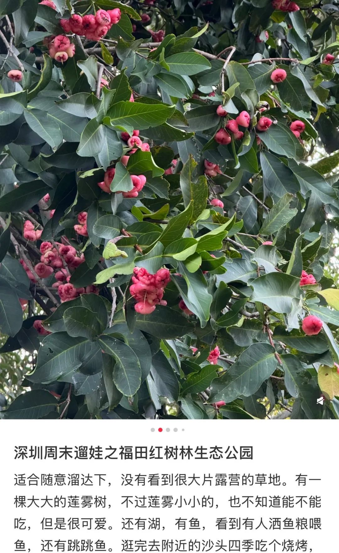 根本捡不完！深圳街头到处都是，但真的劝你别捡别摘别吃……