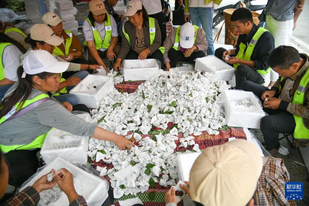 四川汉源:樱桃红 果农忙 四川汉源:樱桃红 果农忙