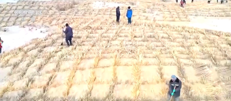 宜林则林、宜草则草 “沙退绿进”生态奇迹彰显“智慧”底色 宜林则林、宜草则草 “沙退绿进”生态奇迹彰显“智慧”底色