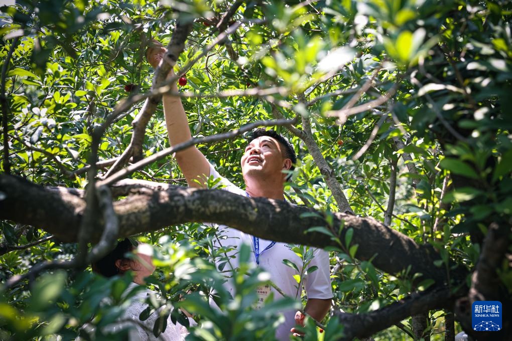 浙江宁波：杨梅挂枝引客来