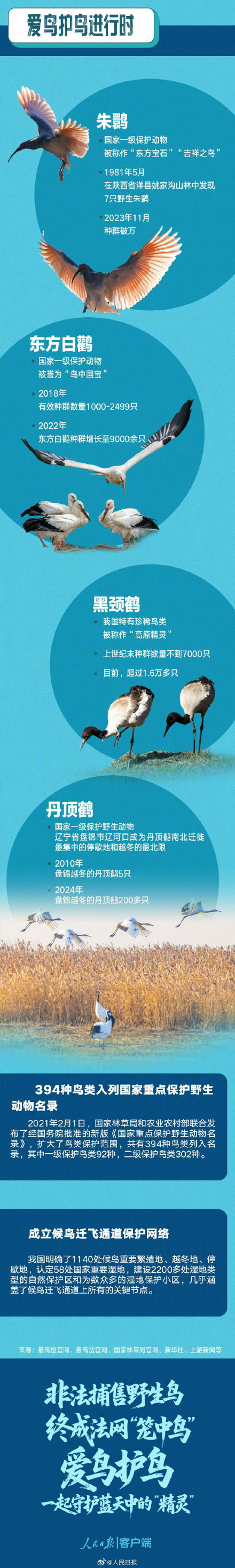 笼养哪些观赏鸟类可能违法? 笼养哪些观赏鸟类可能违法?