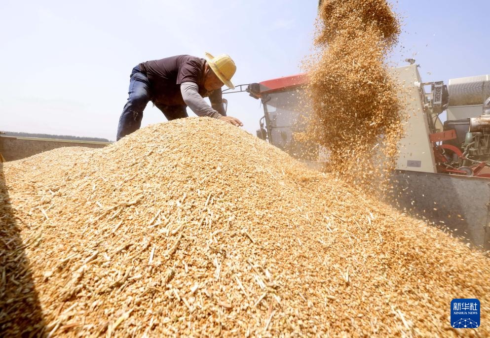 冀东小麦收获忙 冀东小麦收获忙