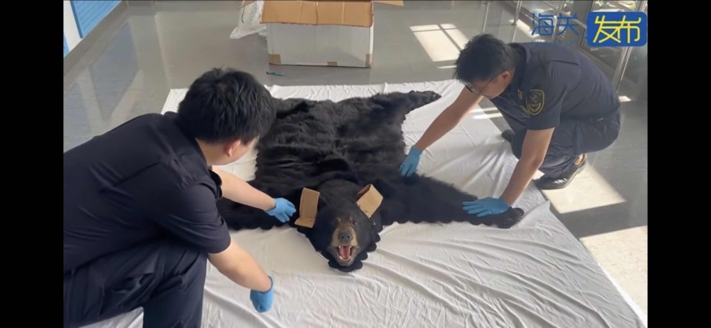 谎报为人造毛皮 上海浦东机场海关查获一张濒危北美黑熊皮地毯 谎报为人造毛皮 上海浦东机场海关查获一张濒危北美黑熊皮地毯