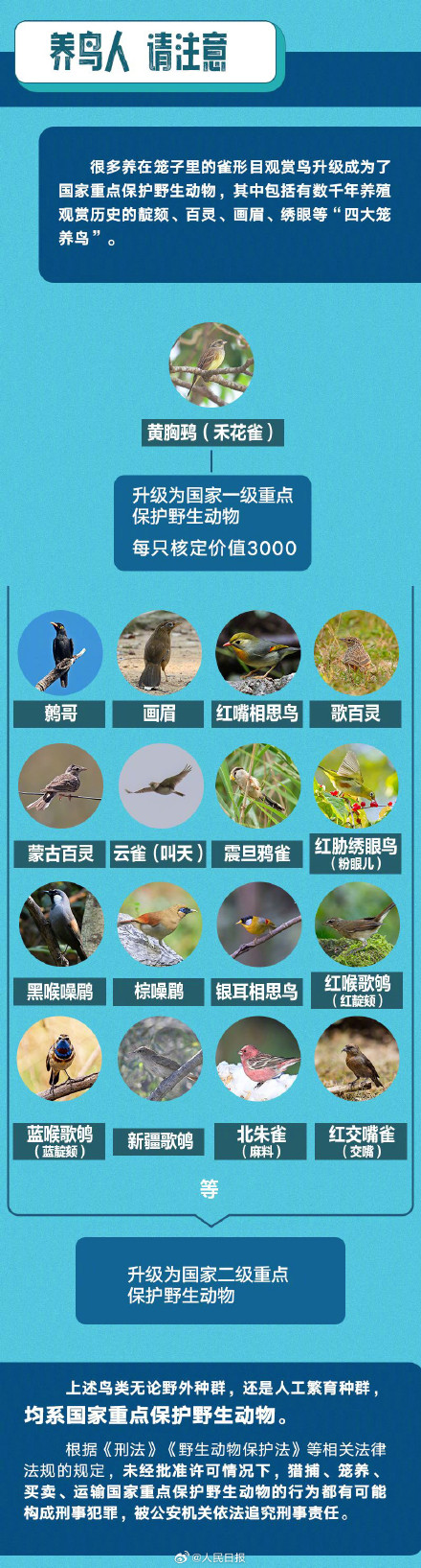 笼养哪些观赏鸟类可能违法? 笼养哪些观赏鸟类可能违法?