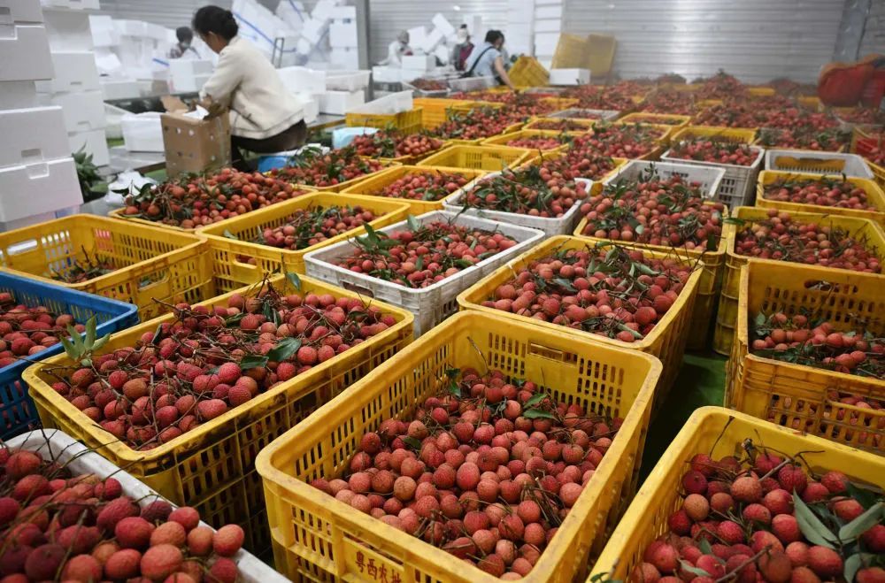 荔枝丰年“高价快递”引不满 荔枝丰年“高价快递”引不满