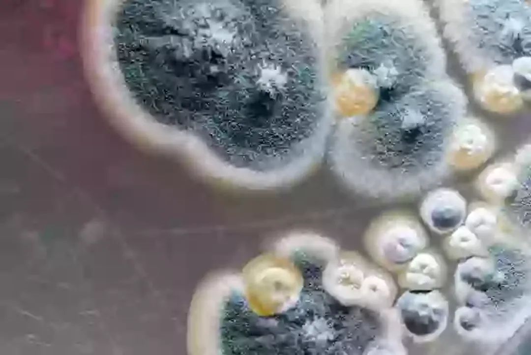 戴口罩！美国多地出现一种可被吸入腐蚀人体的致命真菌