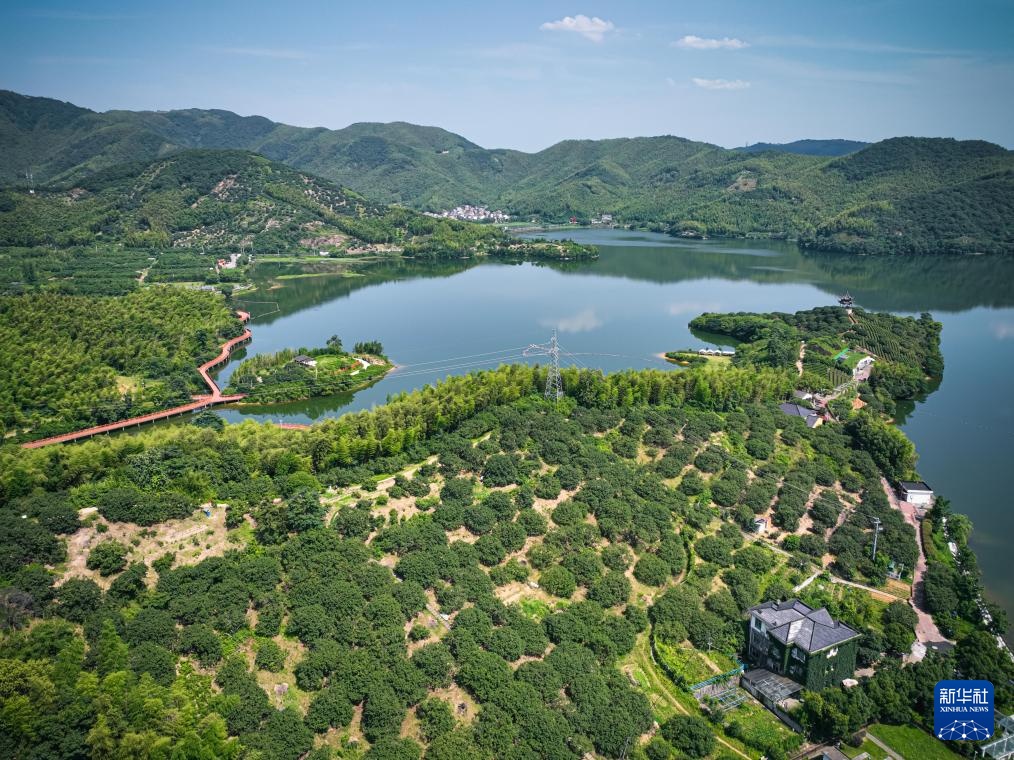 浙江宁波：杨梅挂枝引客来