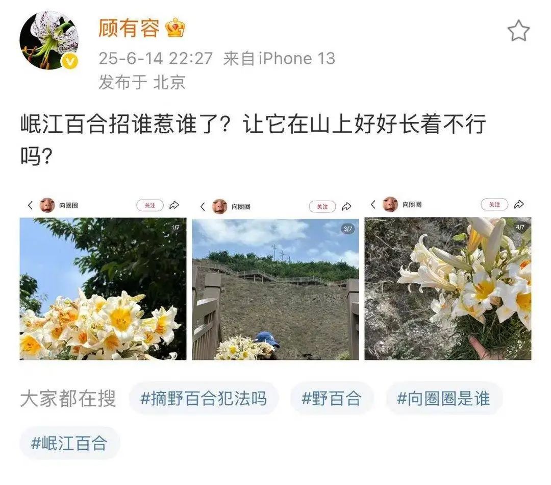 游客把岷江百合当野百合摘,专家紧急提醒:别摘了! 游客把岷江百合当野百合摘,专家紧急提醒:别摘了!