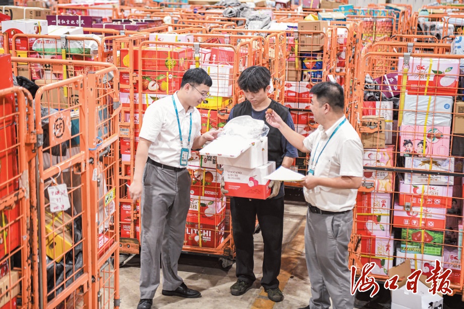 今年首次进入美洲、非洲和欧洲市场!海口火山荔枝登上“世界货架” 今年首次进入美洲、非洲和欧洲市场!海口火山荔枝登上“世界货架”