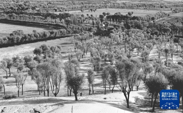 治沙这件事,他们做了一辈子 治沙这件事,他们做了一辈子