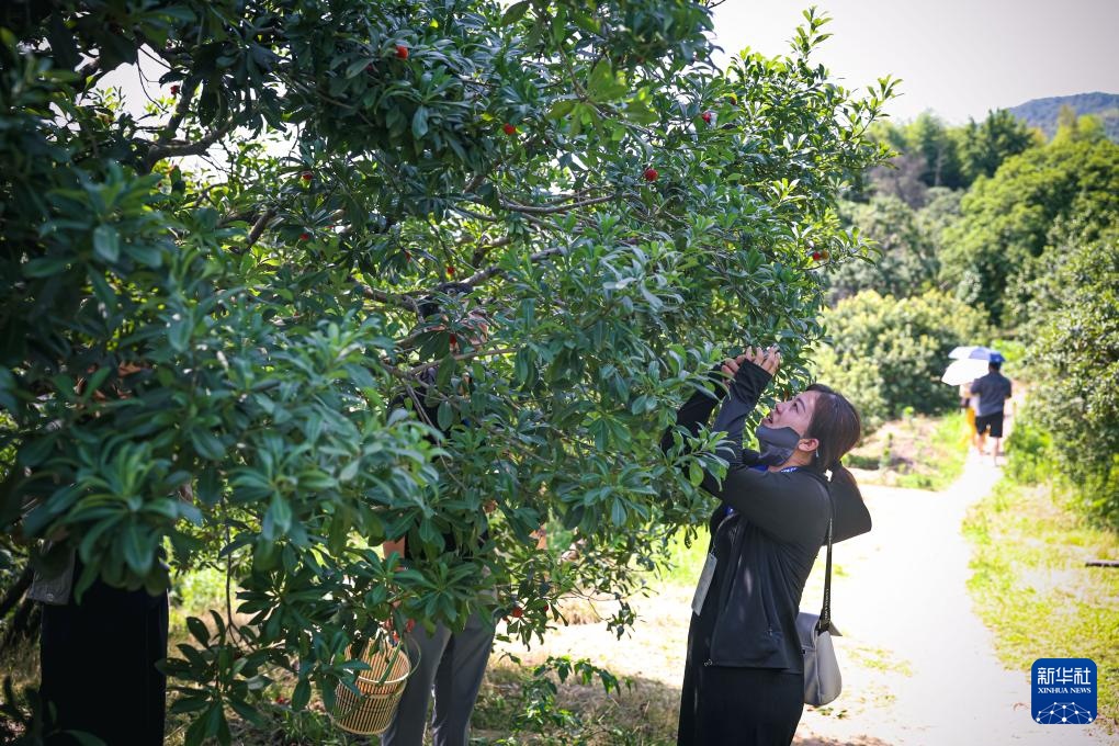 浙江宁波：杨梅挂枝引客来