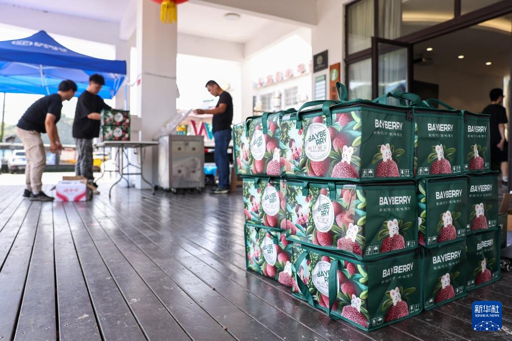 浙江宁波：杨梅挂枝引客来