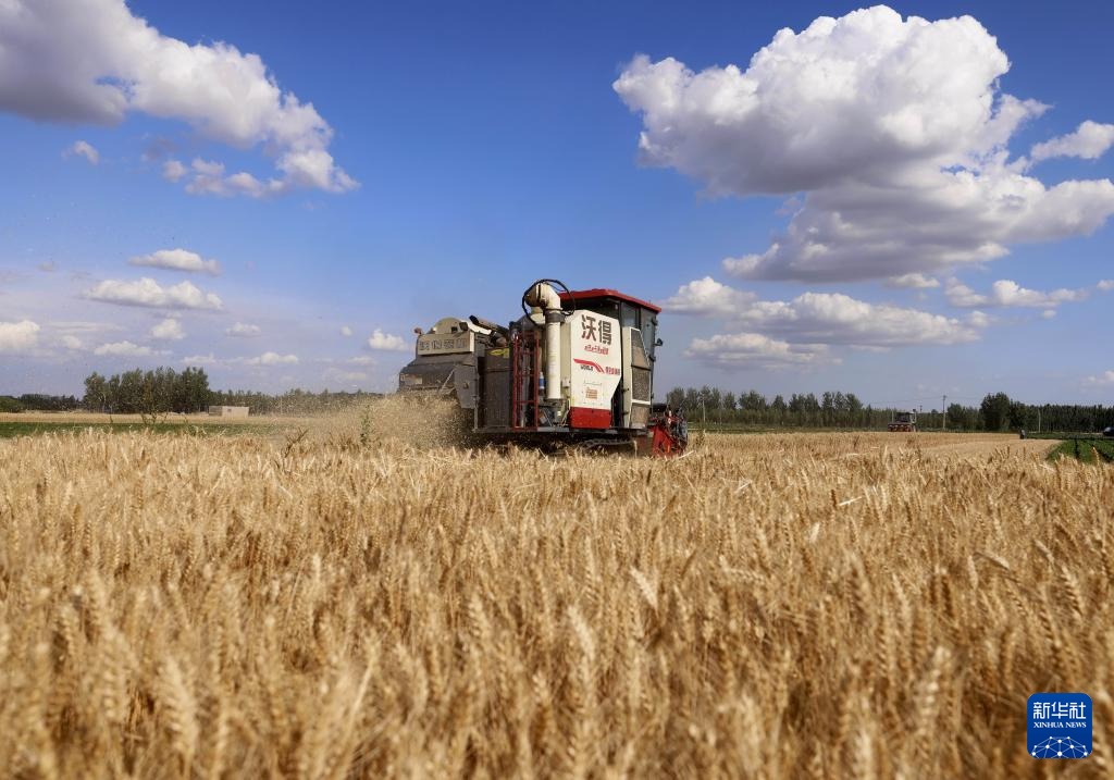 冀东小麦收获忙 冀东小麦收获忙