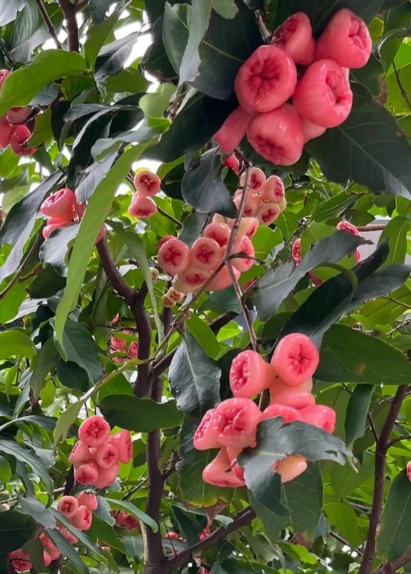 根本捡不完！深圳街头到处都是，但真的劝你别捡别摘别吃……