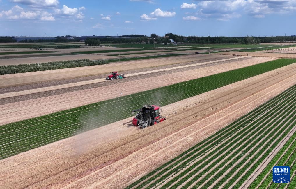 冀东小麦收获忙 冀东小麦收获忙