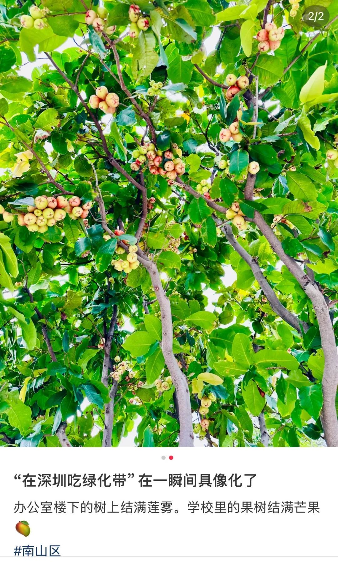 根本捡不完！深圳街头到处都是，但真的劝你别捡别摘别吃……