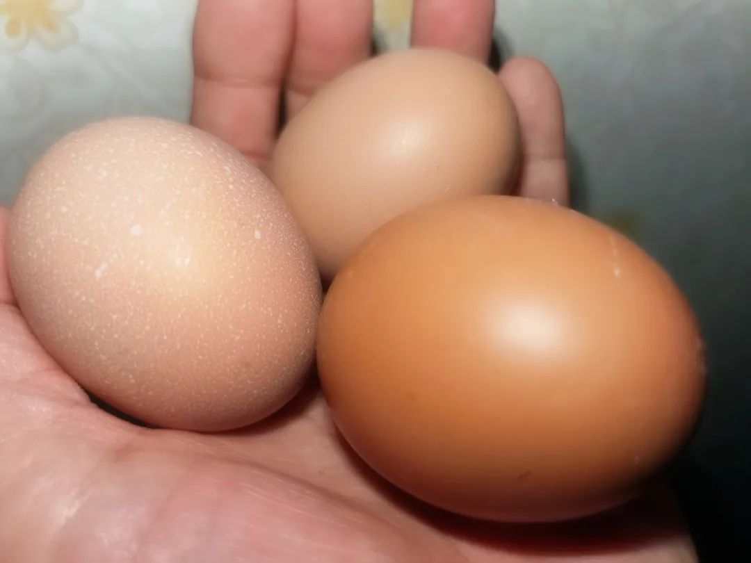 山东鸡蛋价格,创近5年来新低 山东鸡蛋价格,创近5年来新低