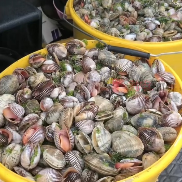 “蝴蝶”刮来免费海鲜?台风过境后,消防紧急提醒! “蝴蝶”刮来免费海鲜?台风过境后,消防紧急提醒!