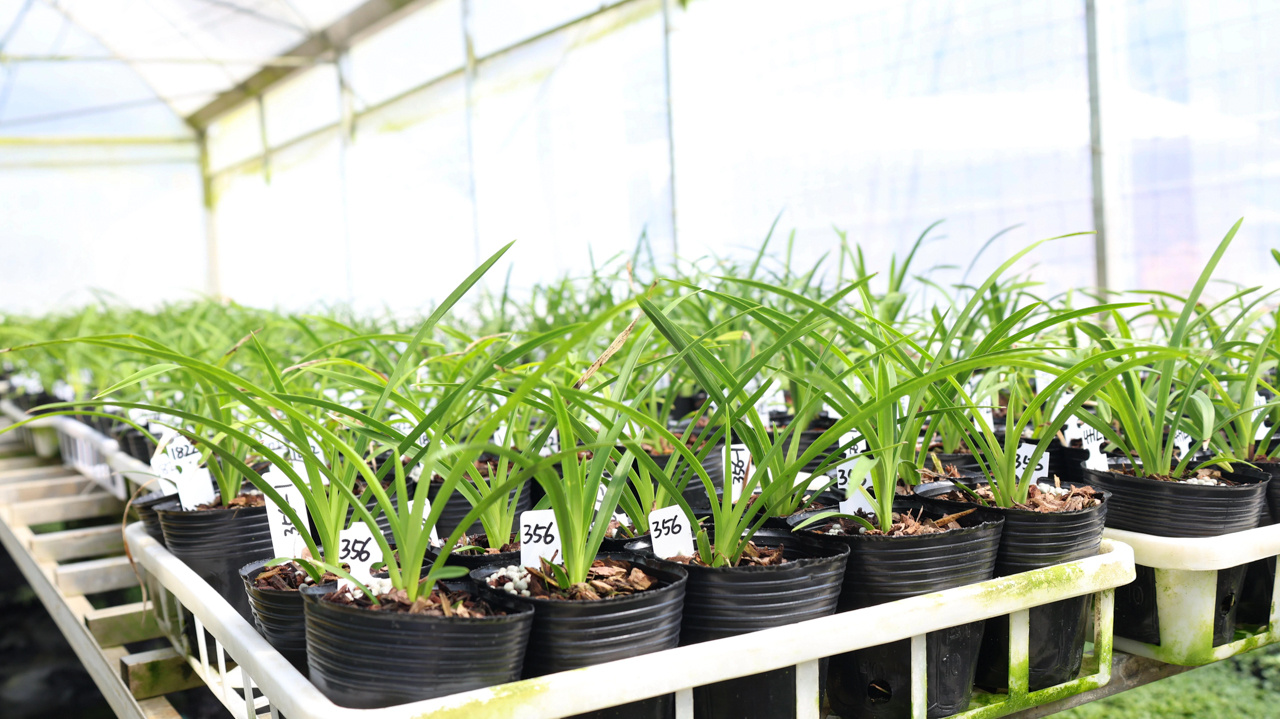 龙岩新罗：兰花经济激活乡村振兴“一池春水”