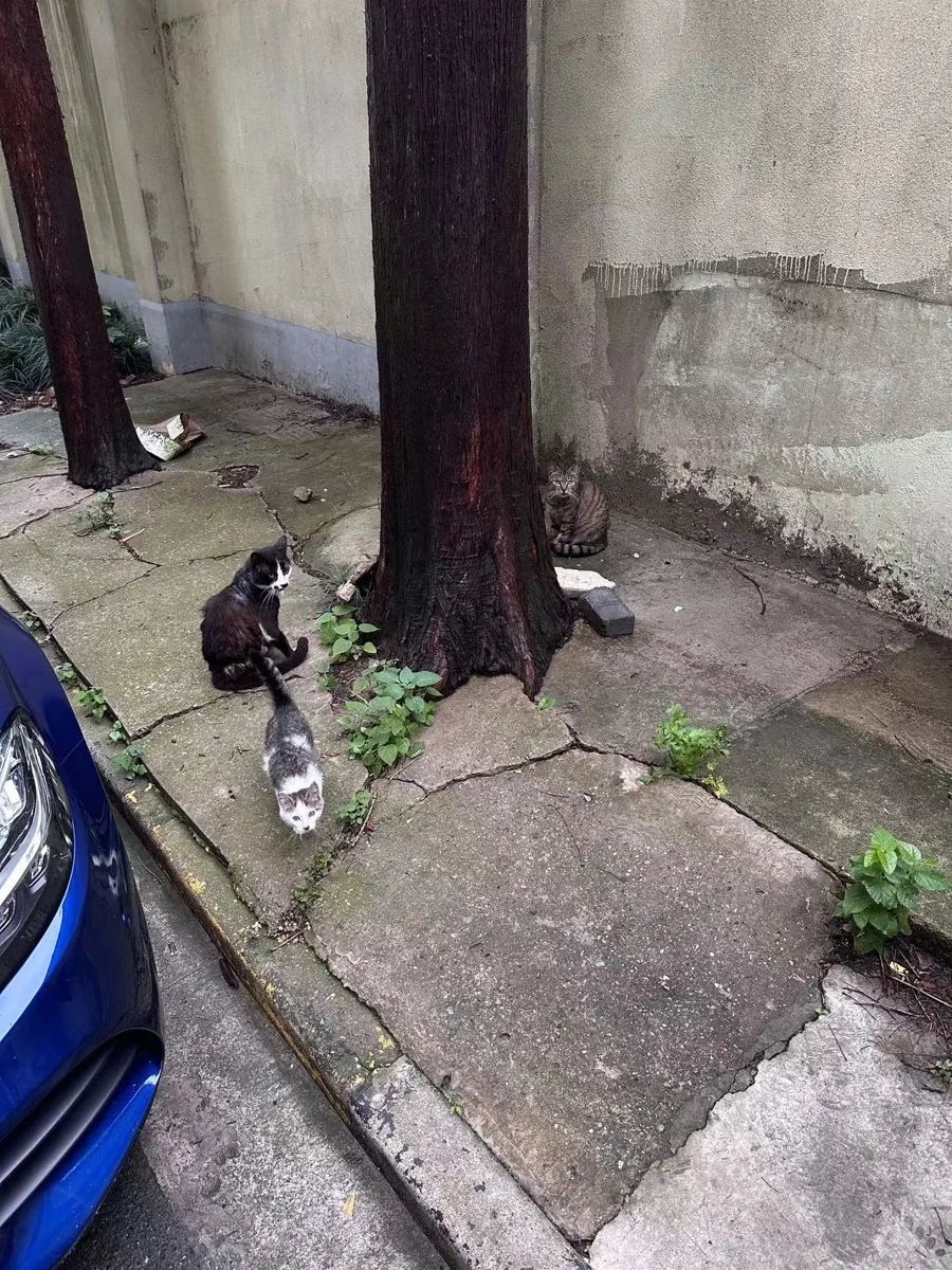 沪上一女子腿上被咬出4个血洞!小区内成群结队、危机四伏,不少人中招 沪上一女子腿上被咬出4个血洞!小区内成群结队、危机四伏,不少人中招