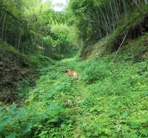 奇迹!62岁老人走失十天,被6岁的“她”找到了 奇迹!62岁老人走失十天,被6岁的“她”找到了