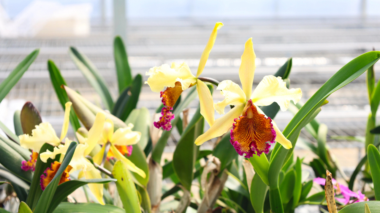 龙岩新罗：兰花经济激活乡村振兴“一池春水”