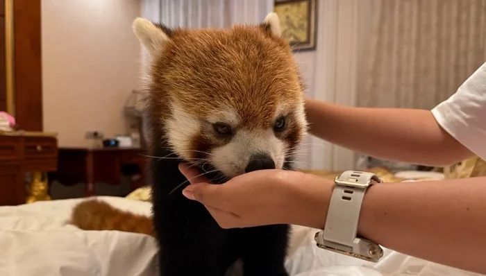 酒店让小熊猫叫早引争议,重庆林业局:已责令停止 酒店让小熊猫叫早引争议,重庆林业局:已责令停止