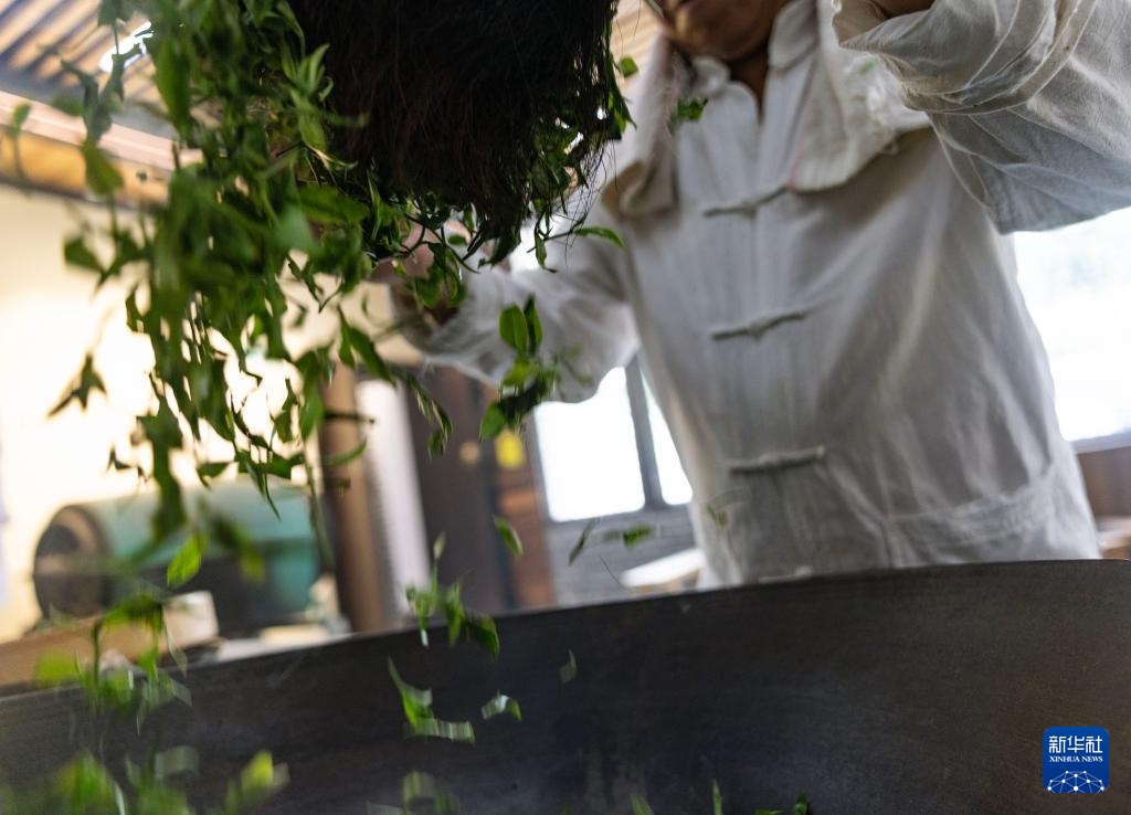 湖南桂东:夏茶采制忙 湖南桂东:夏茶采制忙