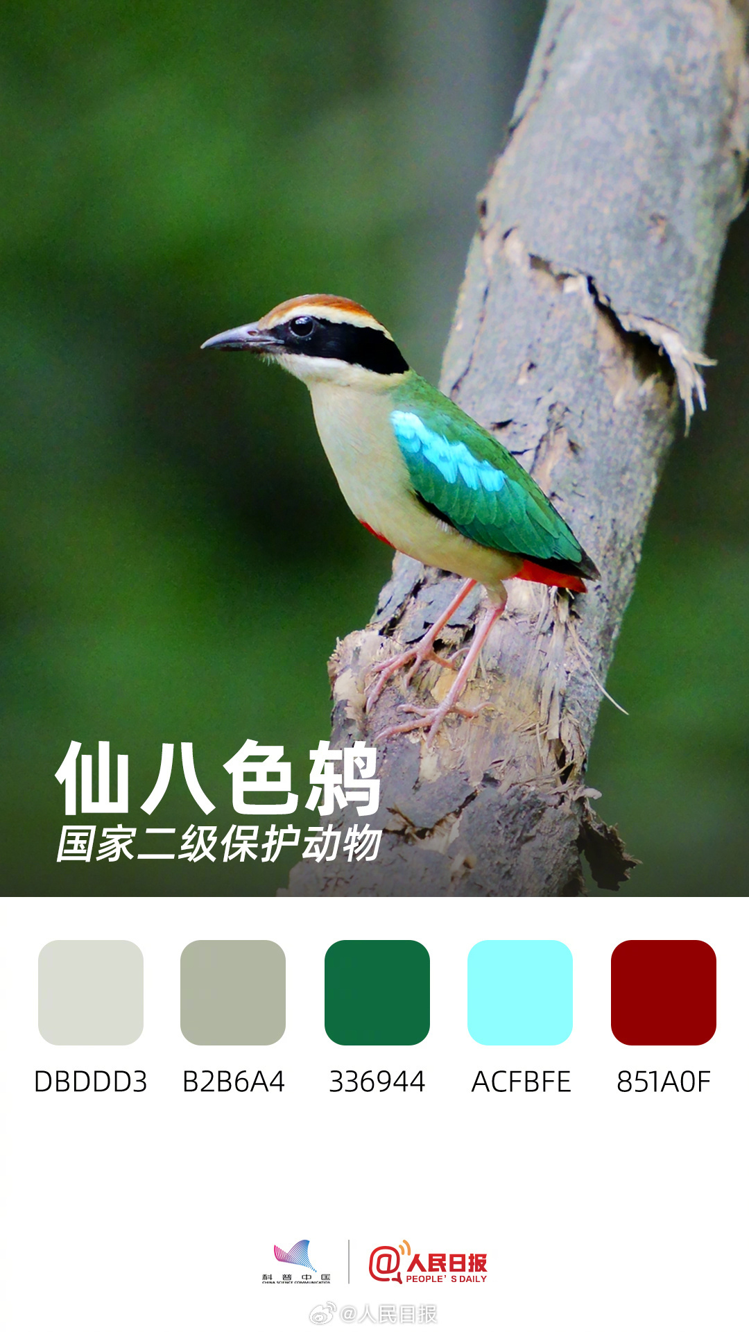 收藏！用色卡方式看多彩的天空精灵