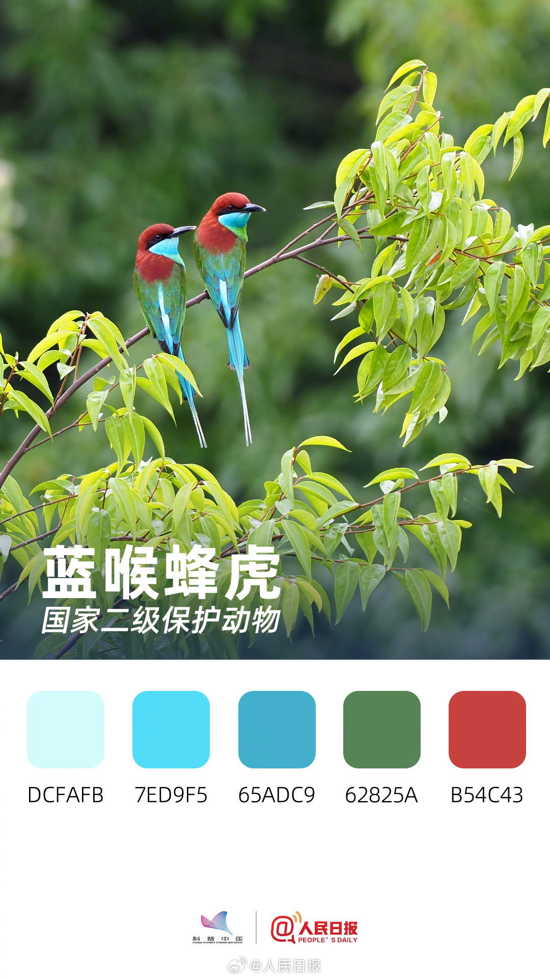 收藏！用色卡方式看多彩的天空精灵