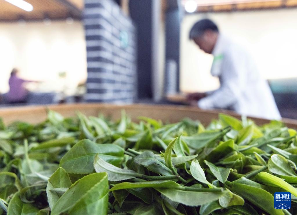 湖南桂东:夏茶采制忙 湖南桂东:夏茶采制忙