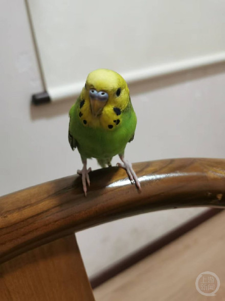 女子网购活体鹦鹉感染鹦鹉热 养鹦鹉要注意这些事项 女子网购活体鹦鹉感染鹦鹉热 养鹦鹉要注意这些事项