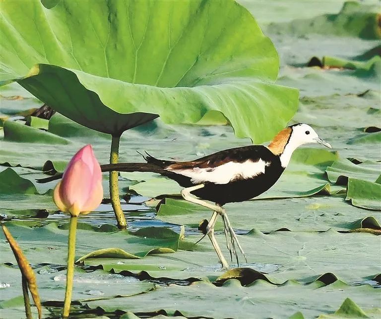 “凌波仙子”现身西安世博园 “凌波仙子”现身西安世博园