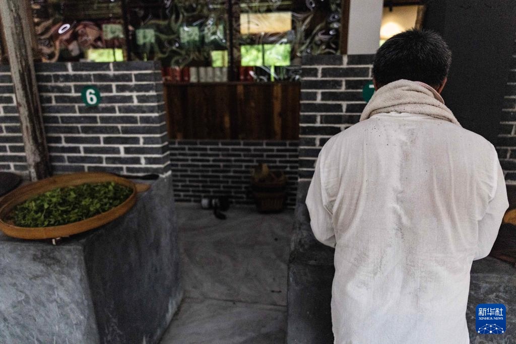 湖南桂东:夏茶采制忙 湖南桂东:夏茶采制忙