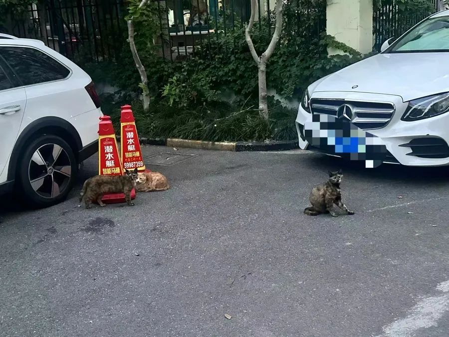 沪上一女子腿上被咬出4个血洞!小区内成群结队、危机四伏,不少人中招 沪上一女子腿上被咬出4个血洞!小区内成群结队、危机四伏,不少人中招