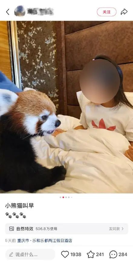 重庆一酒店小熊猫叫早服务引争议！当地林业局回应：立即停止并调查