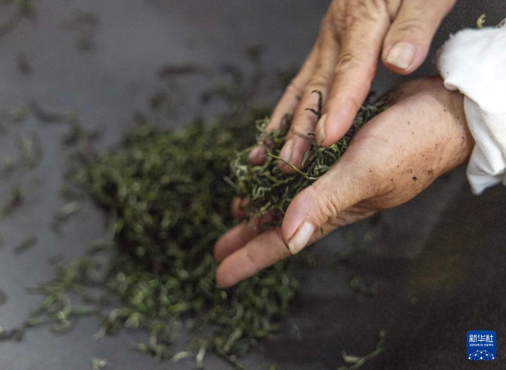 湖南桂东:夏茶采制忙 湖南桂东:夏茶采制忙