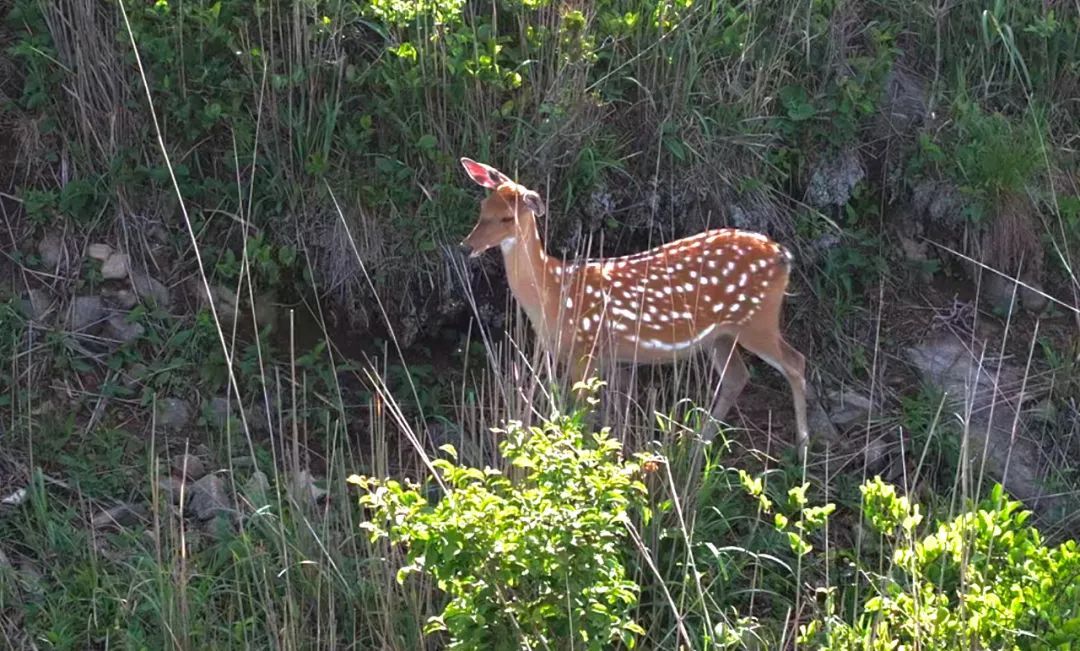 国家级保护区内,两头梅花鹿遭猎杀 国家级保护区内,两头梅花鹿遭猎杀