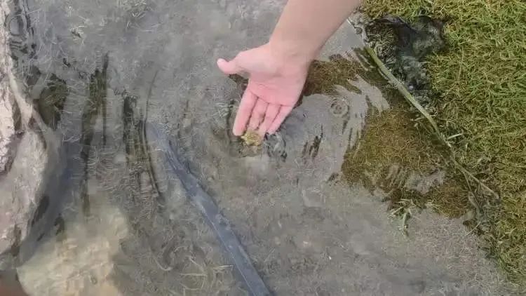 上海一河道变身网红泳池？已有2人溺水！不少心大的家长带娃野泳，后果不堪设想……