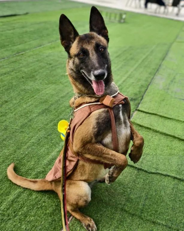 奇迹!62岁老人走失十天,被6岁的“她”找到了 奇迹!62岁老人走失十天,被6岁的“她”找到了