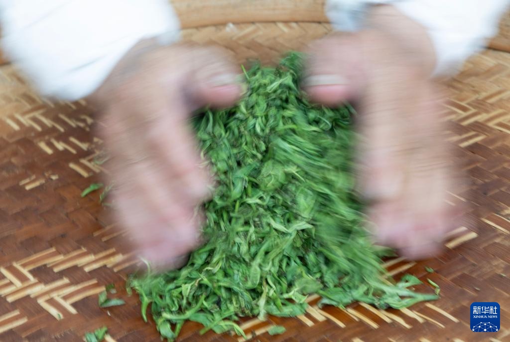 湖南桂东:夏茶采制忙 湖南桂东:夏茶采制忙