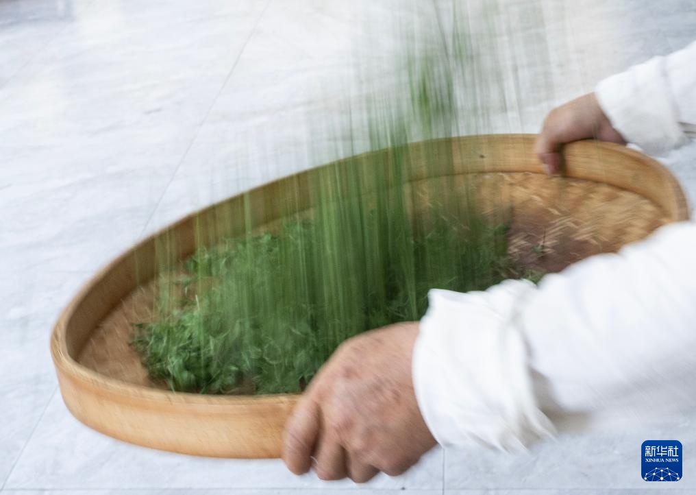 湖南桂东:夏茶采制忙 湖南桂东:夏茶采制忙