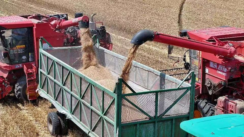 北京密云5000亩集中连片麦田开镰 奏响夏粮丰收“金色乐章” 北京密云5000亩集中连片麦田开镰 奏响夏粮丰收“金色乐章”