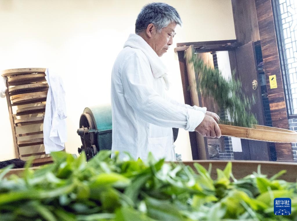 湖南桂东:夏茶采制忙 湖南桂东:夏茶采制忙