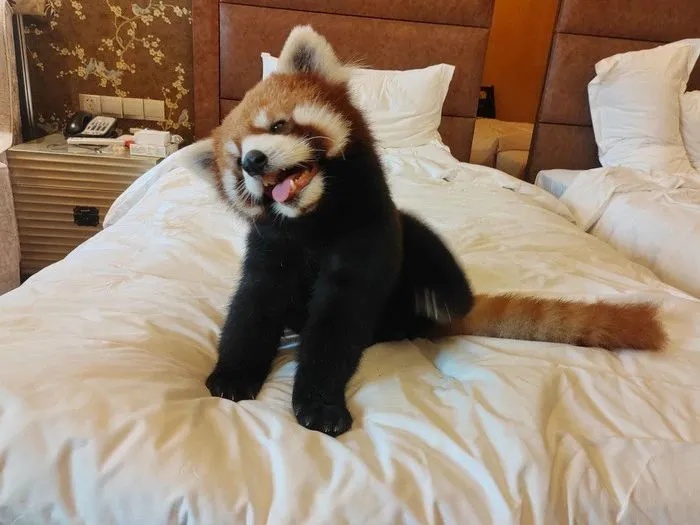 小熊猫叫早服务，被叫停！