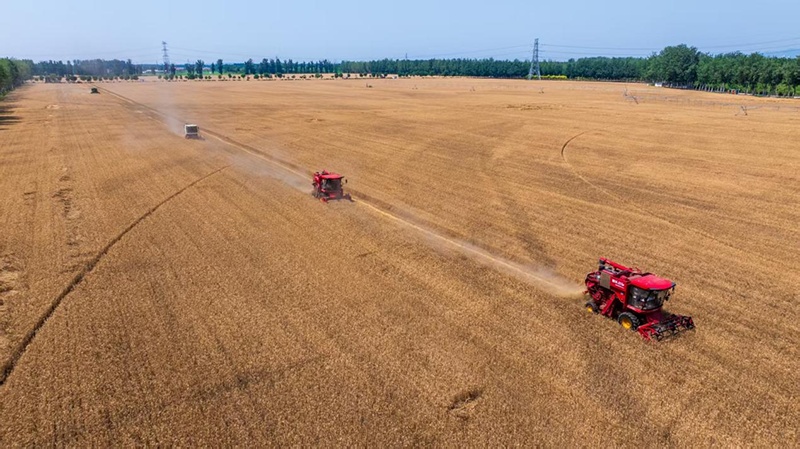 北京密云5000亩集中连片麦田开镰 奏响夏粮丰收“金色乐章” 北京密云5000亩集中连片麦田开镰 奏响夏粮丰收“金色乐章”