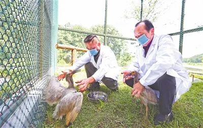 “东方宝石”繁育成功!江西首次 “东方宝石”繁育成功!江西首次